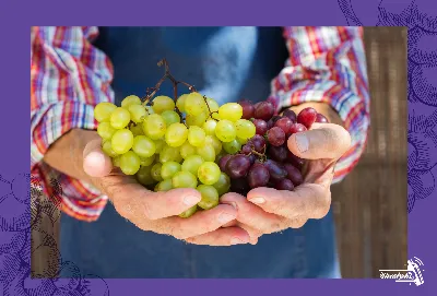 Las fiestas regionales dedicadas al vino y la uva