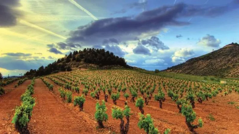 Enoturismo: los viñedos de La Rioja