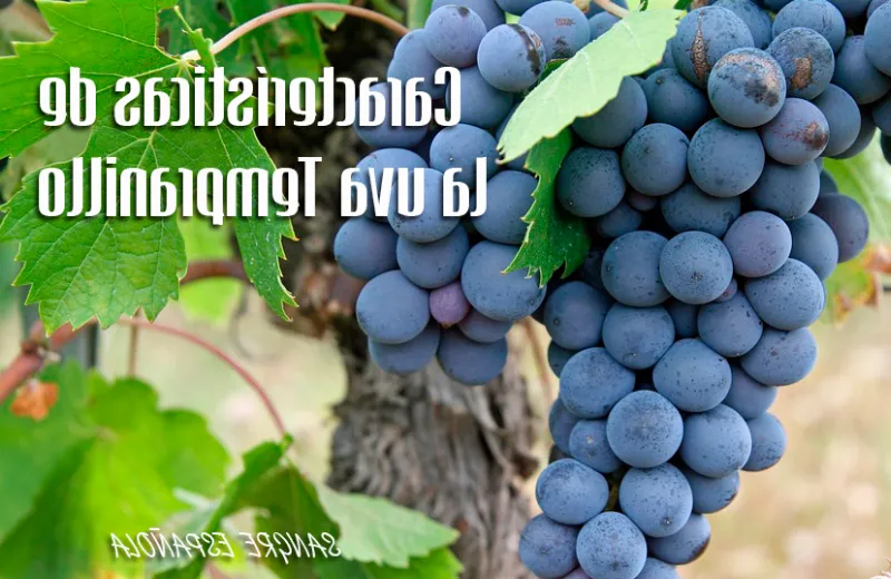 La importancia de la uva Tempranillo en los vinos de la región