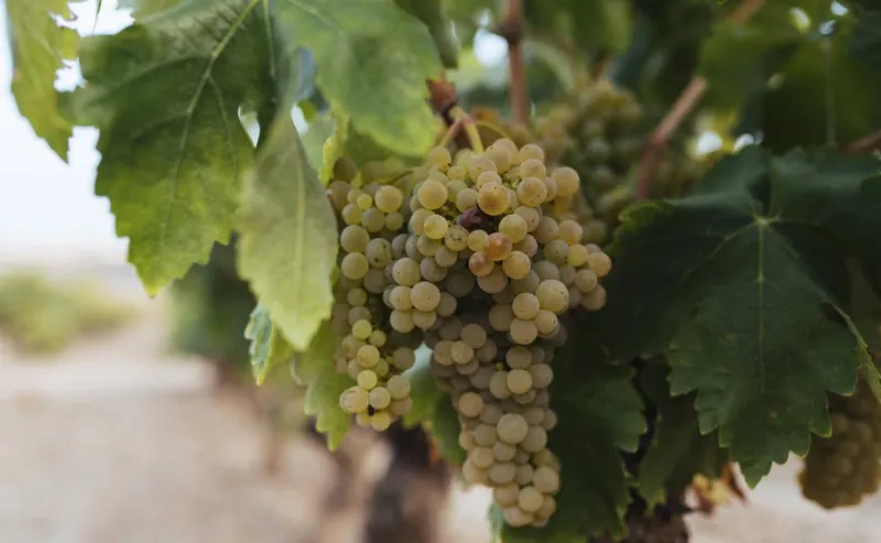 Las variedades de uva blancas que también destacan en La Rioja